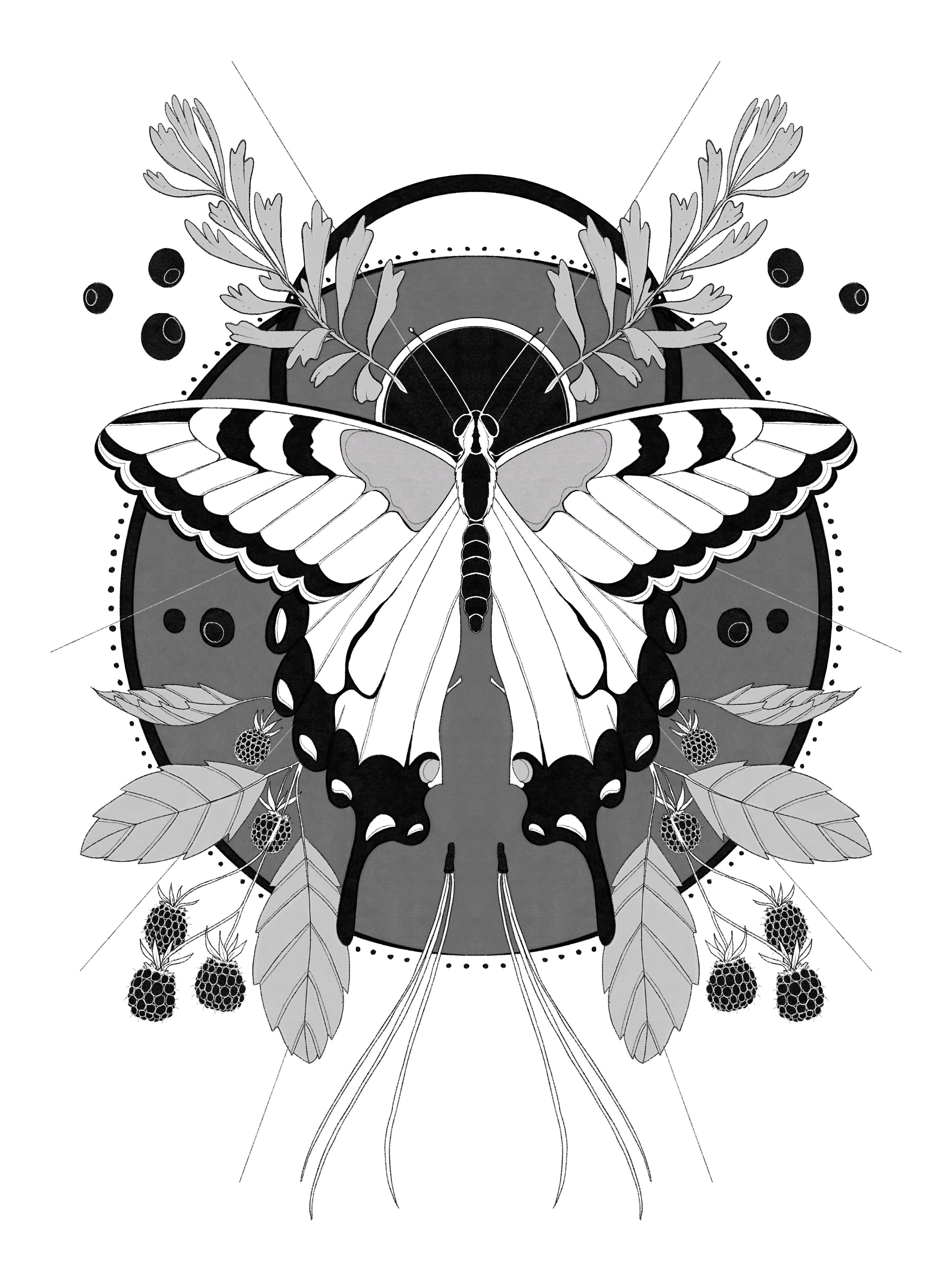 Swallowtail butteryfly